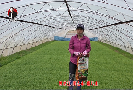 黑(hei)龍江-尚誌市-戼(mao)兒山